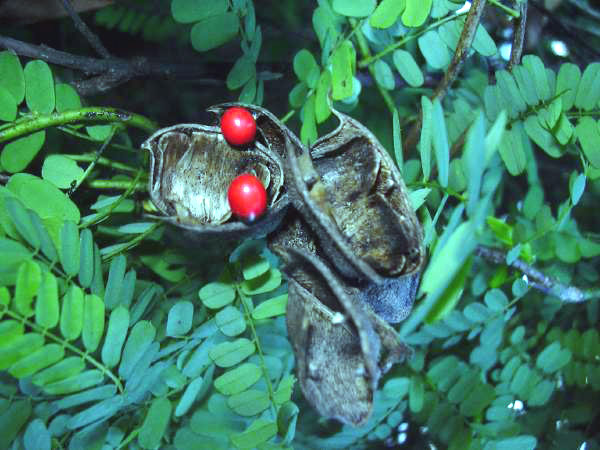 Abrus precatorius plant in natural habitat - complete guide