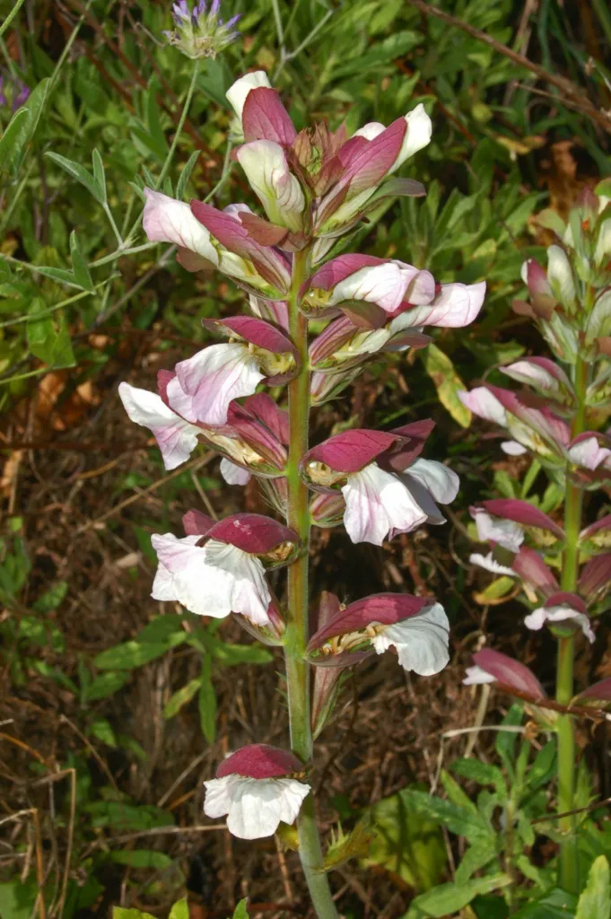 Acanthus plant in natural habitat - complete guide