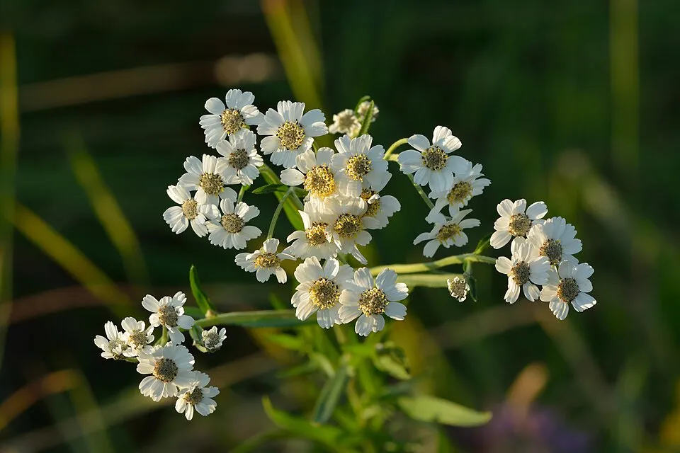 Achillea Ptarmica plant in natural habitat - complete guide
