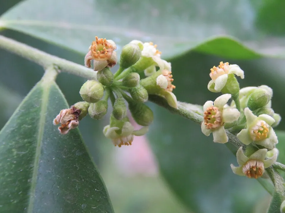 Agarwood plant in natural habitat - complete guide