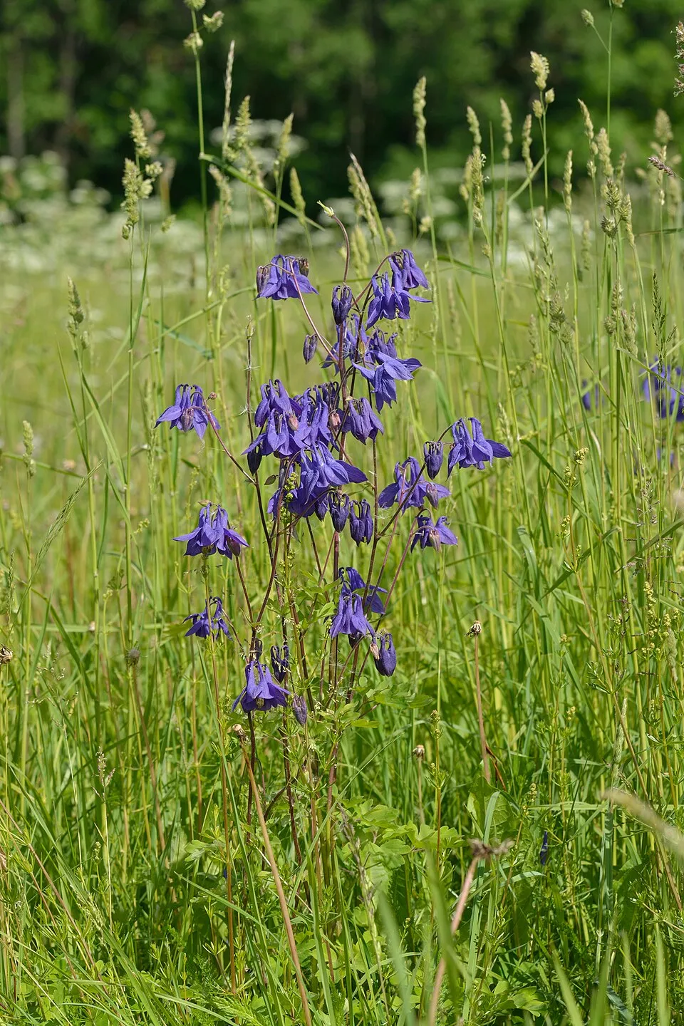 Aquilegia plant in natural habitat - complete guide