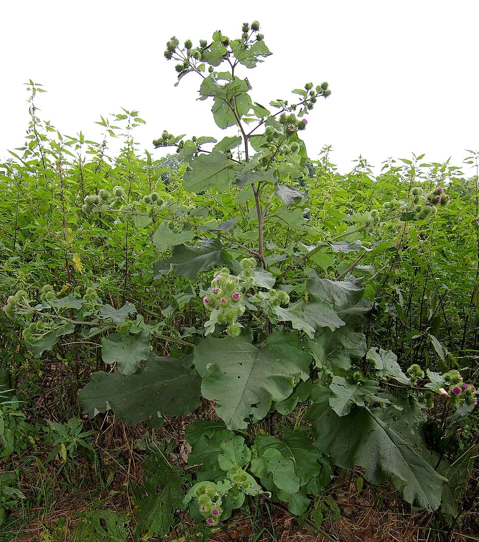 Burdock plant in natural habitat - complete guide