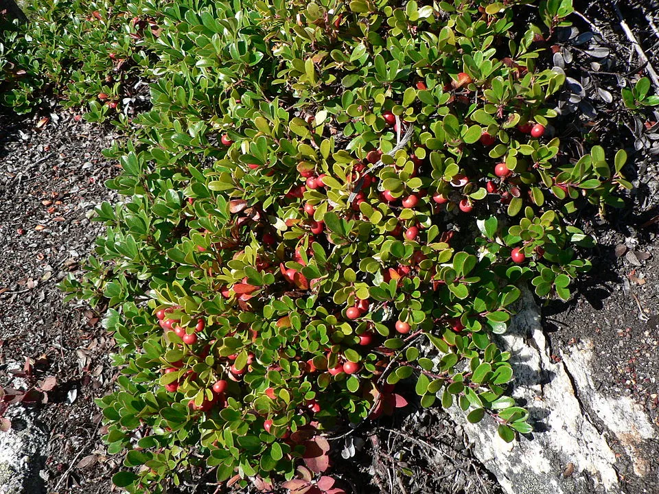 Arctostaphylos uva-ursi plant in natural habitat - complete guide