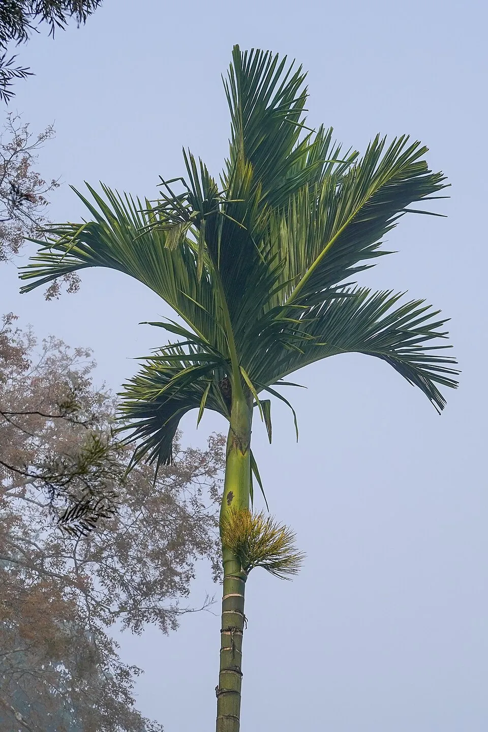 Areca Nut plant in natural habitat - complete guide