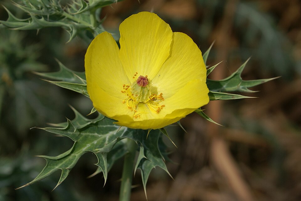 Mexican Poppy plant in natural habitat - complete guide