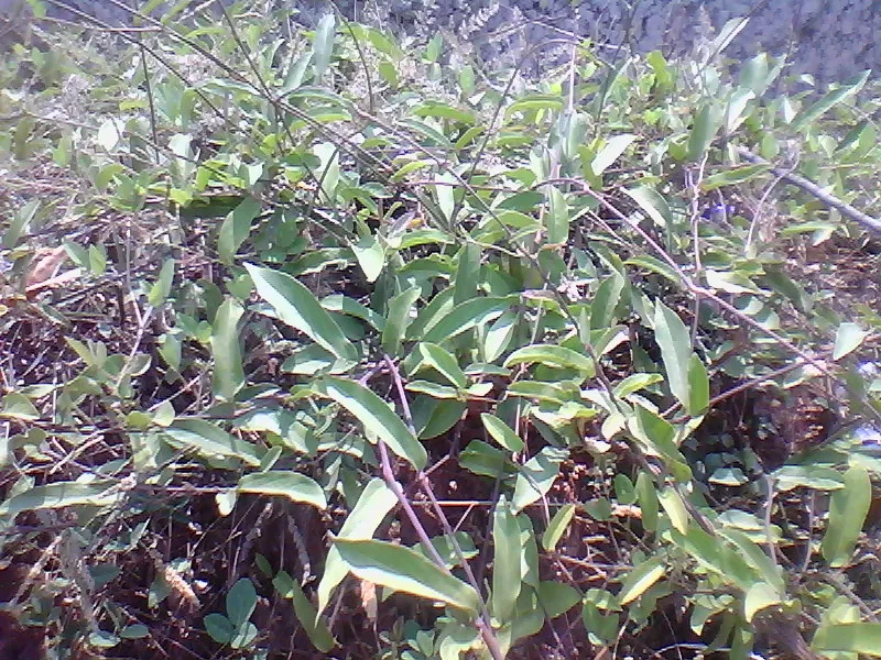 Indian Birthwort plant in natural habitat - complete guide
