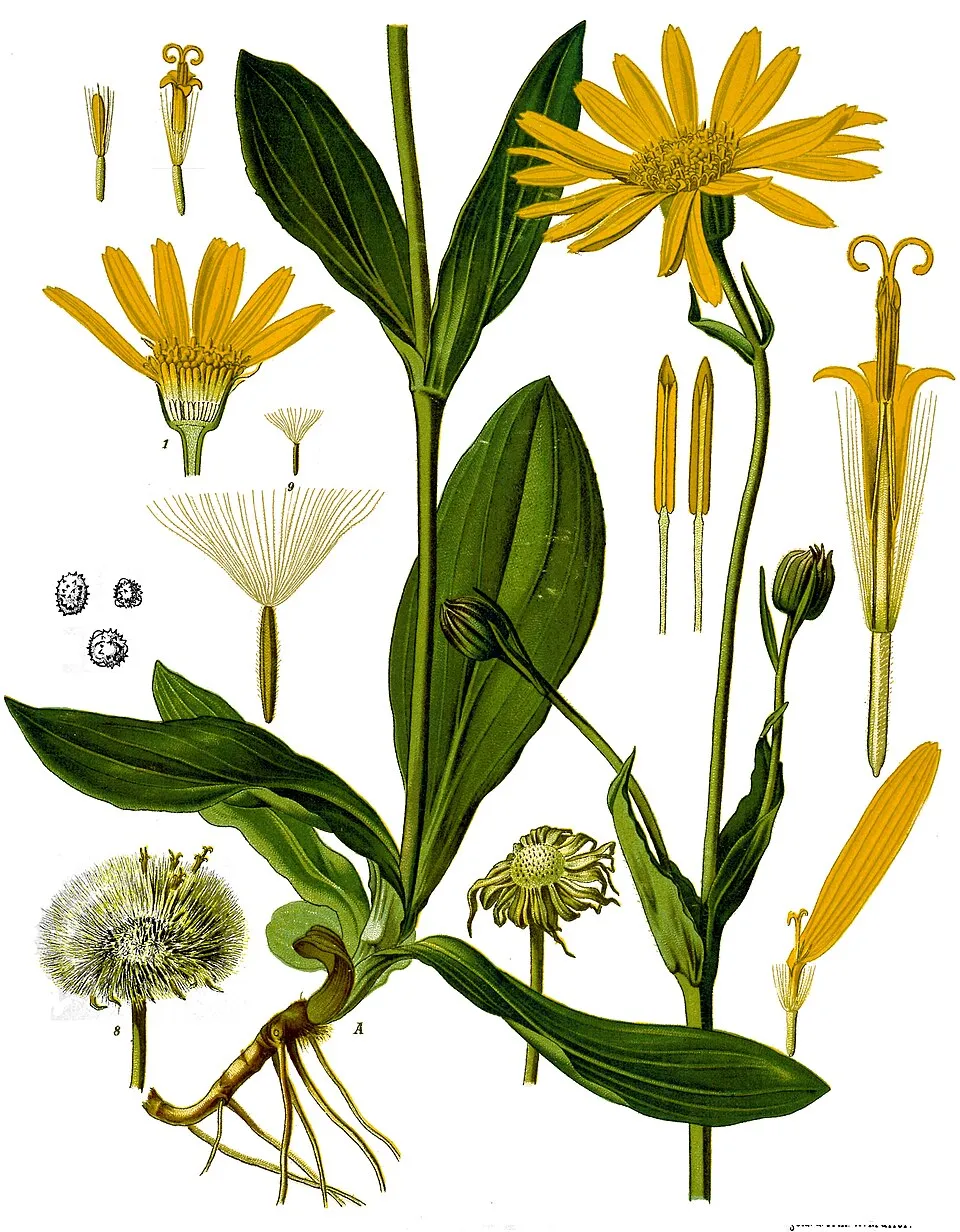 Arnica plant in natural habitat - complete guide