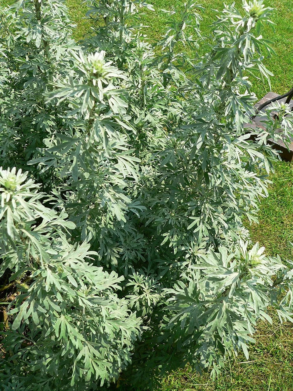 Wormwood plant in natural habitat - complete guide