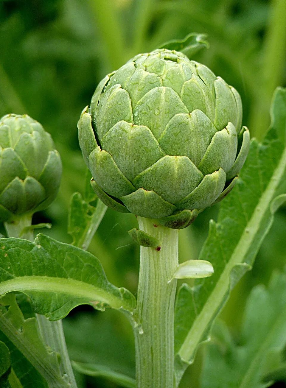 Artichoke plant in natural habitat - complete guide