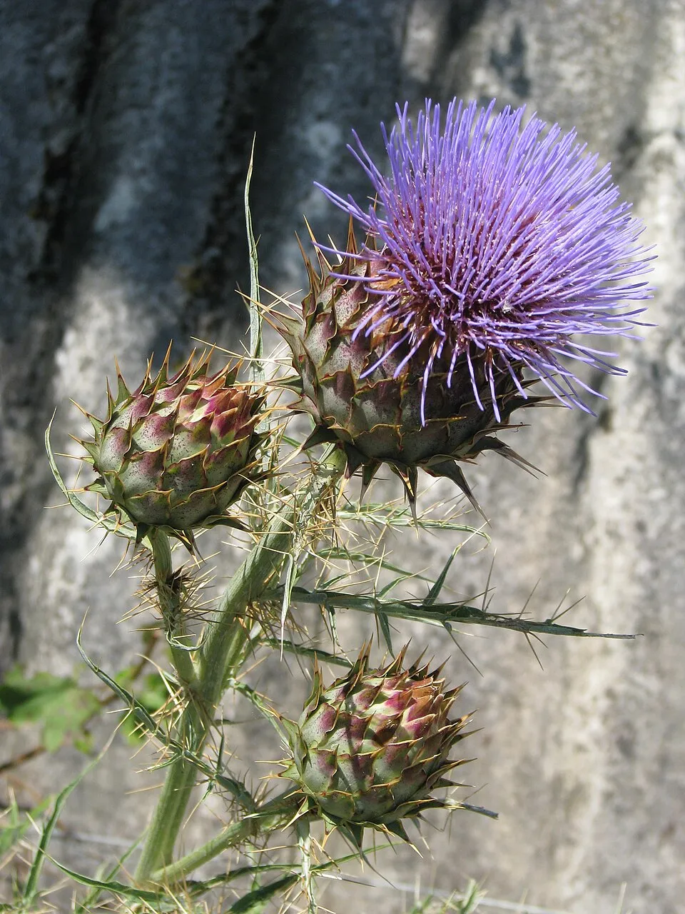 Artichoke Leaf plant in natural habitat - complete guide