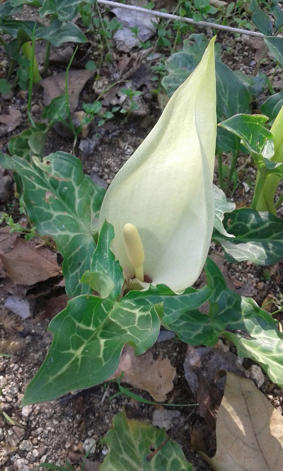 Arum Italicum plant in natural habitat - complete guide