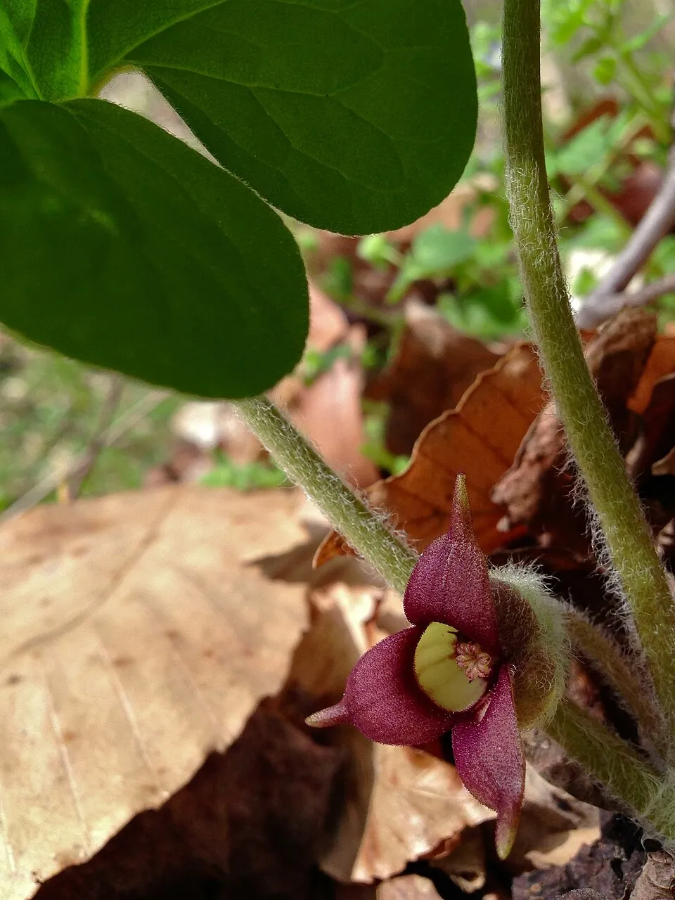Asarum plant in natural habitat - complete guide