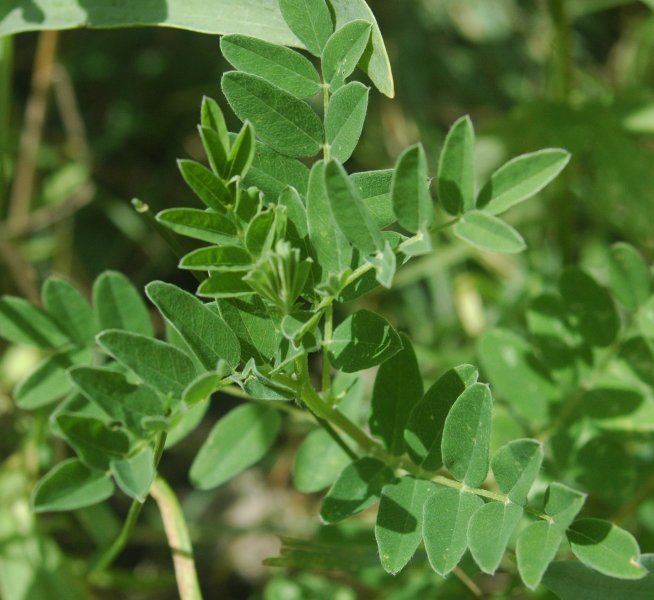 Astragalus plant in natural habitat - complete guide