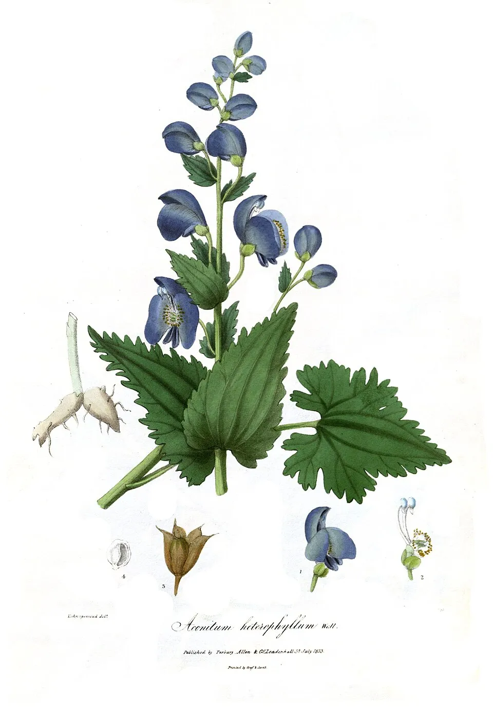Ativisha plant in natural habitat - complete guide