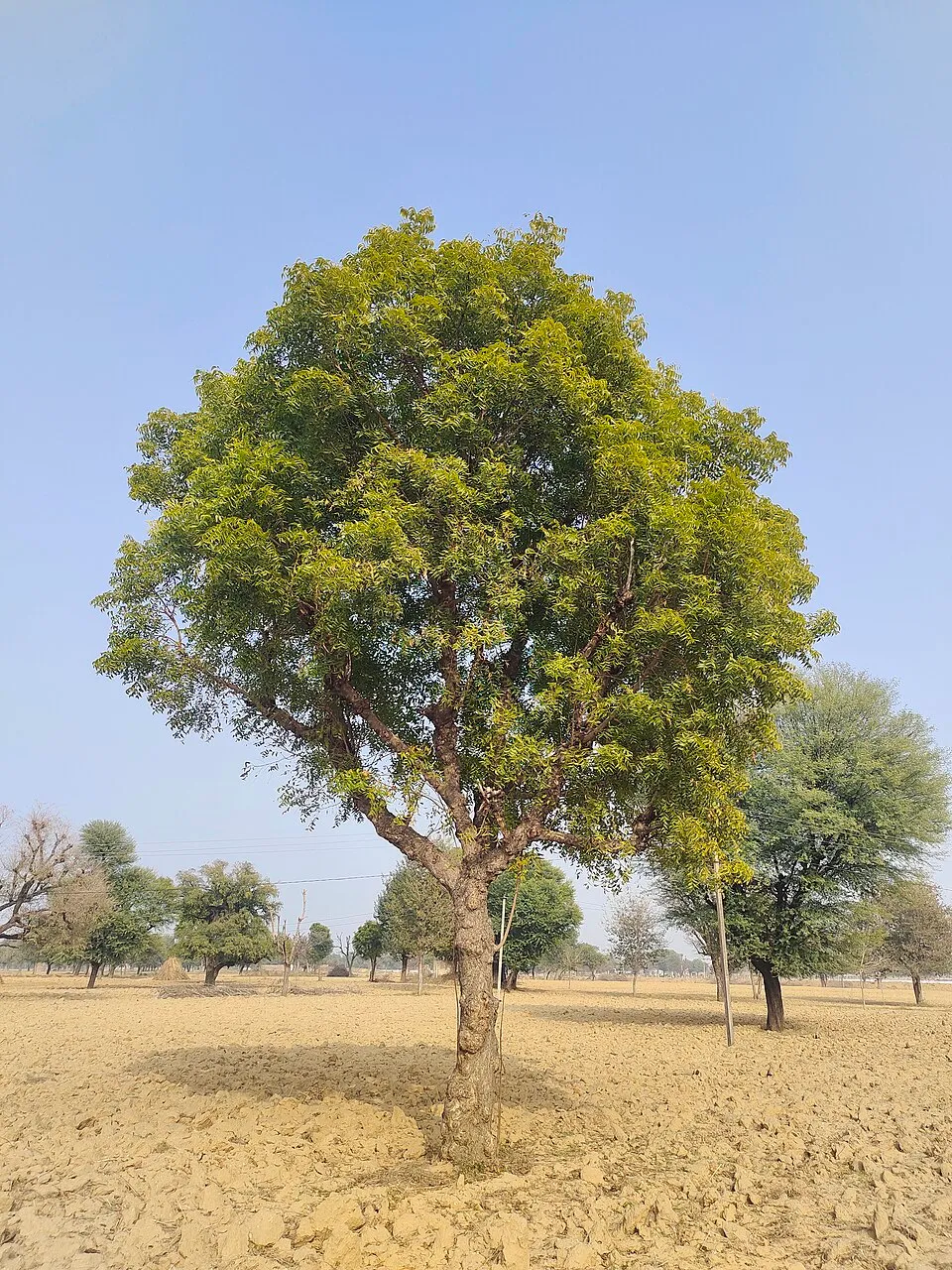 Neem plant in natural habitat - complete guide