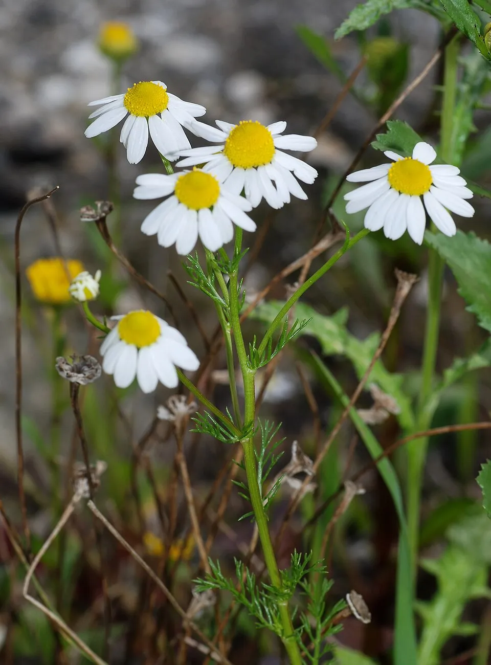 Babuna plant in natural habitat - complete guide