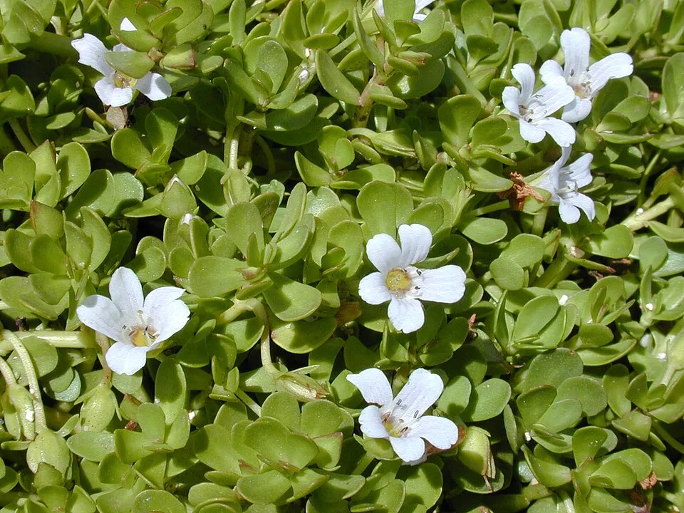 Brahmi plant in natural habitat - complete guide