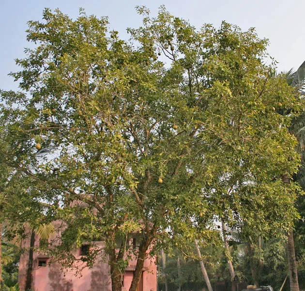Bael Tree plant in natural habitat - complete guide