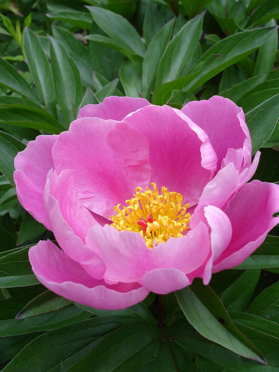 Bai Shao plant in natural habitat - complete guide