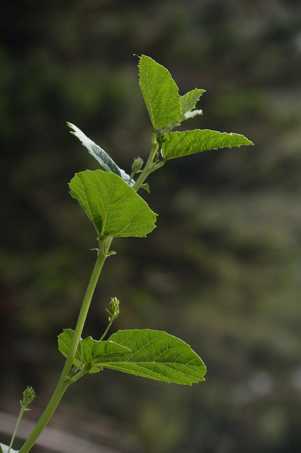 Bakuchi plant in natural habitat - complete guide