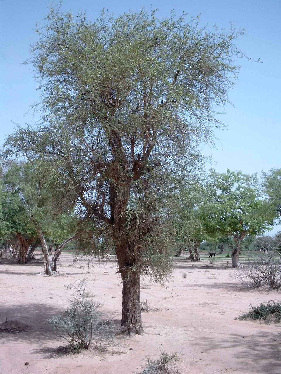Desert Date plant in natural habitat - complete guide