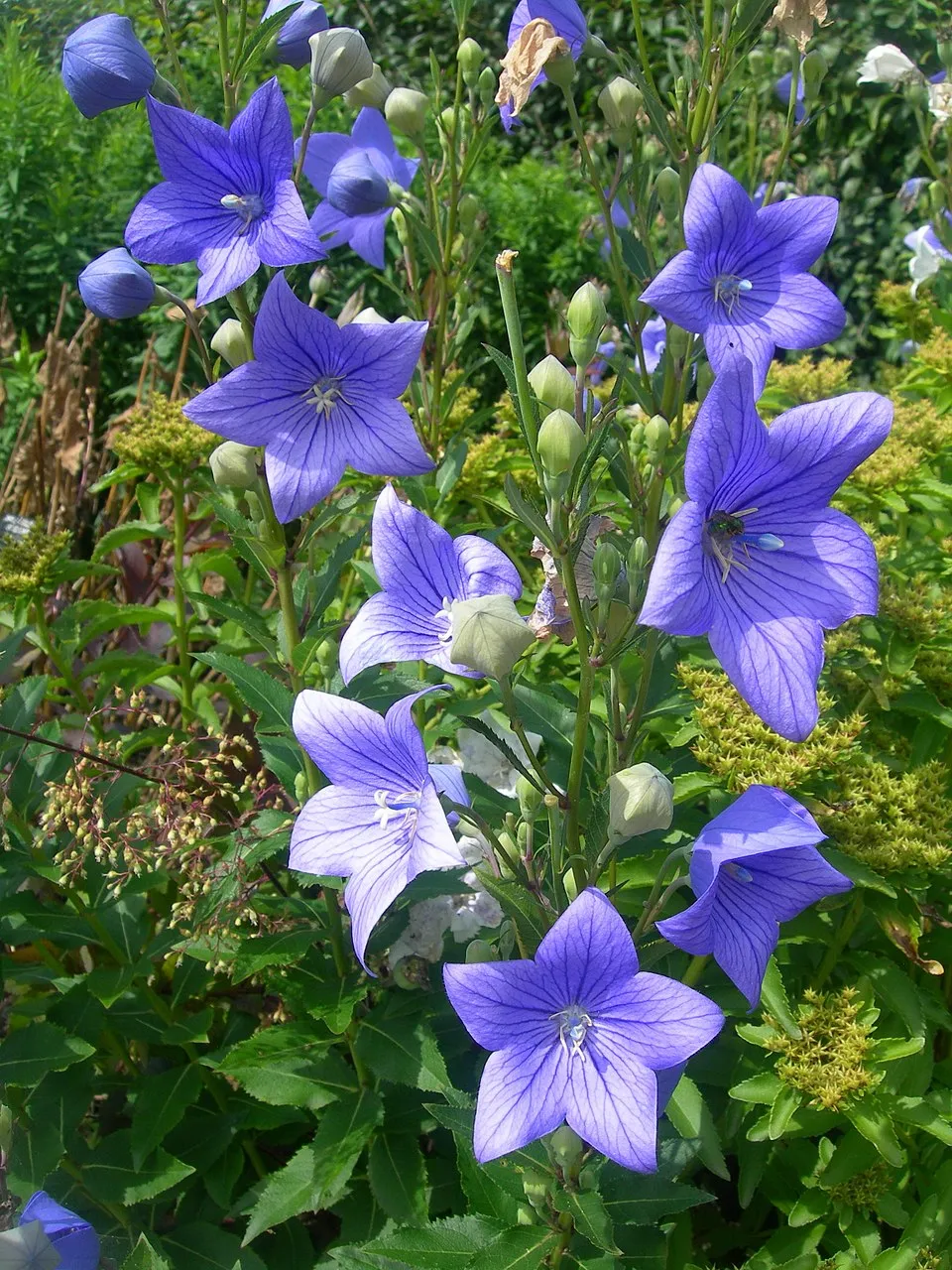 Balloon Flower plant in natural habitat - complete guide