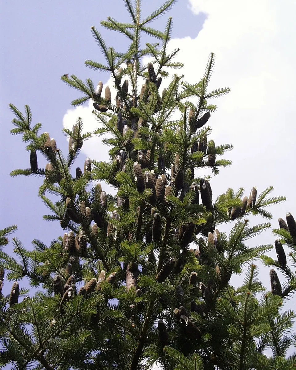 Balsam Fir plant in natural habitat - complete guide