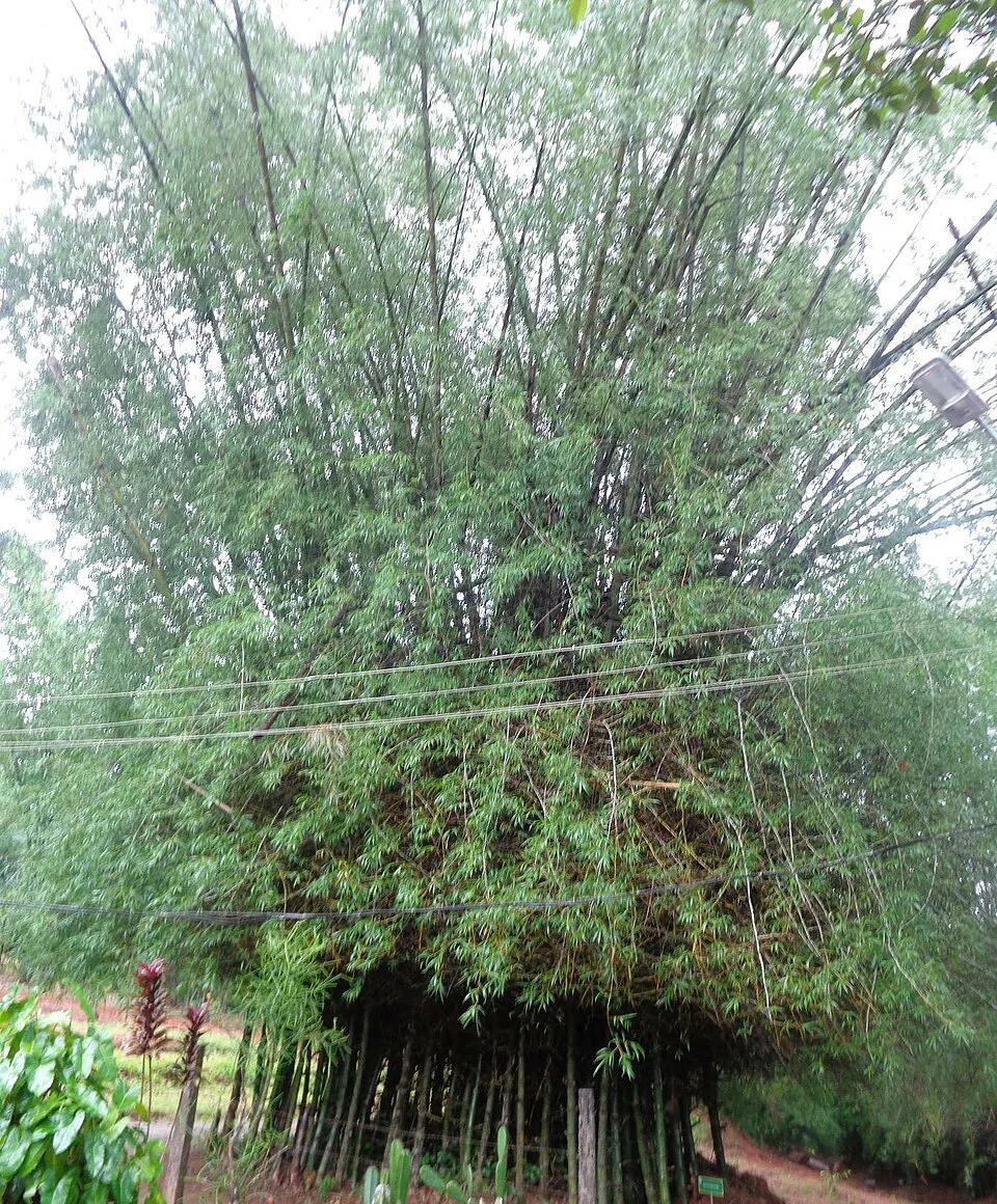 Bamboo Med plant in natural habitat - complete guide
