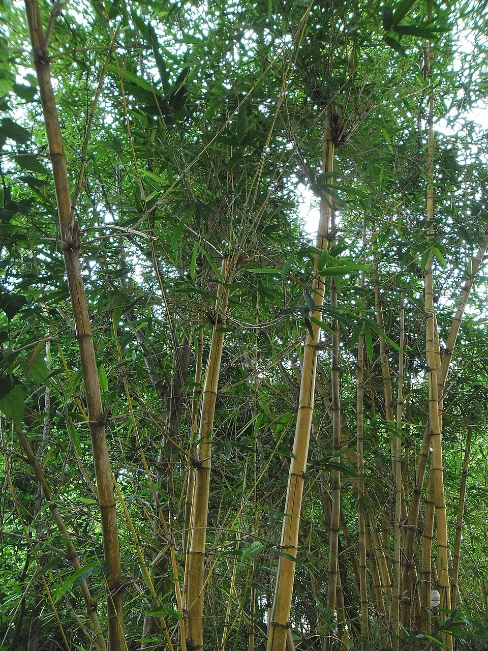 Bamboo Leaf plant in natural habitat - complete guide