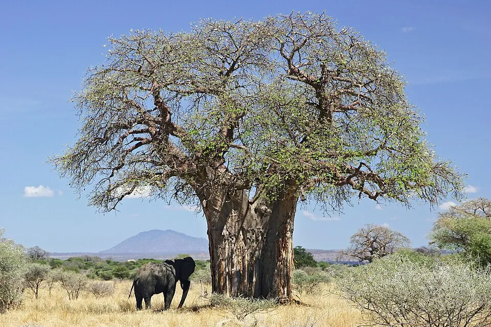Baobab plant in natural habitat - complete guide