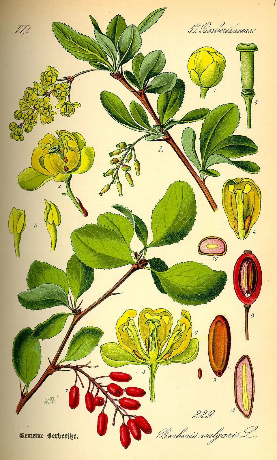 Berberine Barberry plant in natural habitat - complete guide