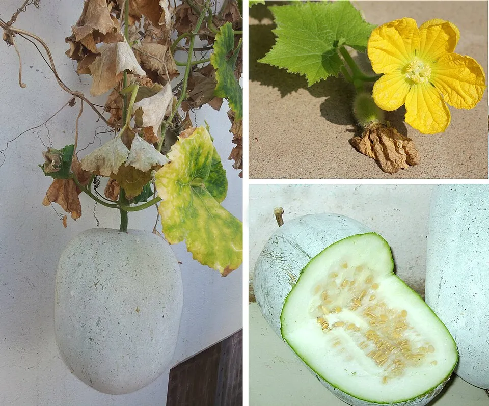 Wax Gourd plant in natural habitat - complete guide
