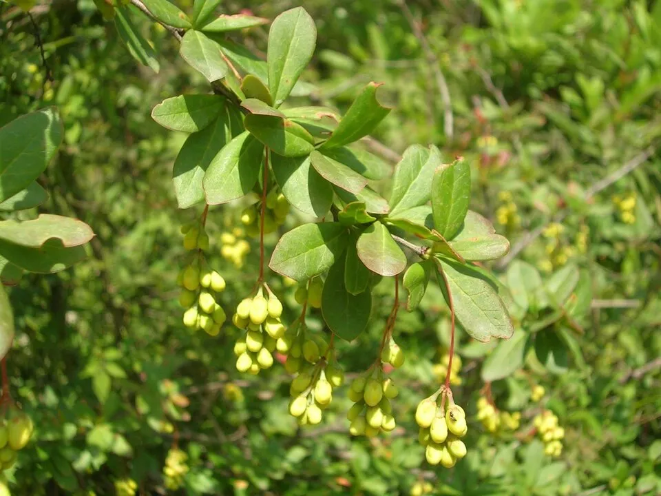 Indian Barberry plant in natural habitat - complete guide
