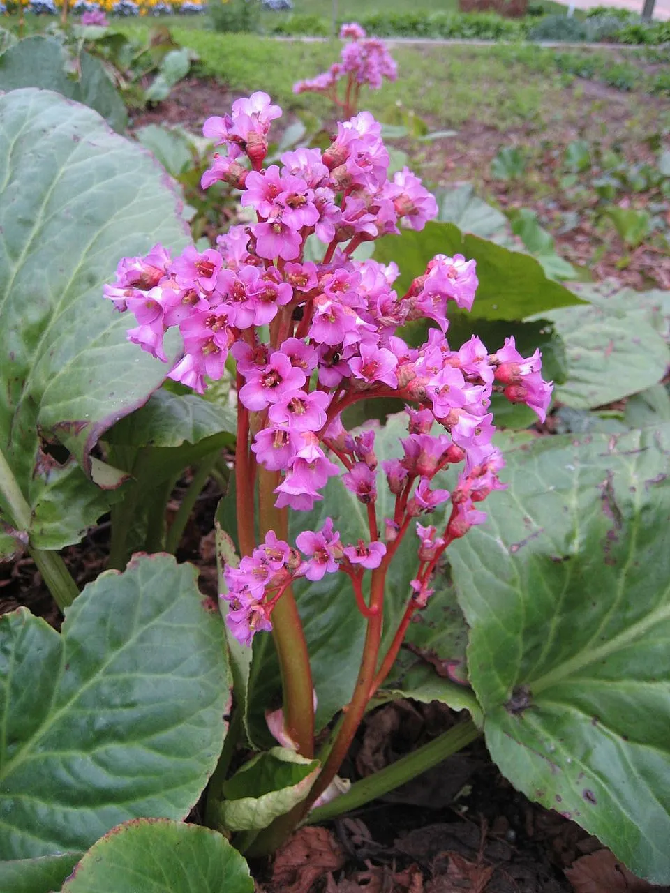 Bergenia plant in natural habitat - complete guide