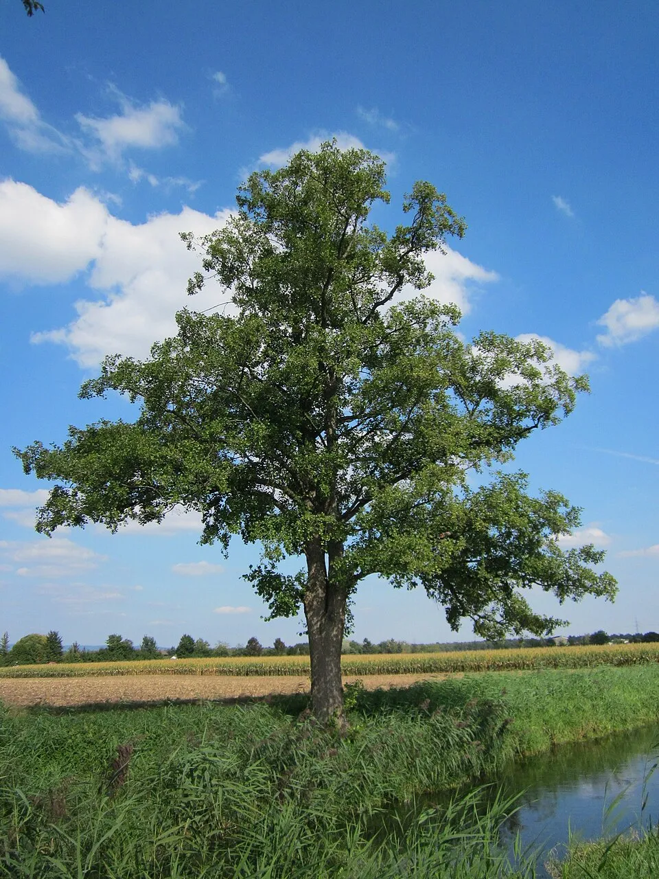 Black Alder plant in natural habitat - complete guide