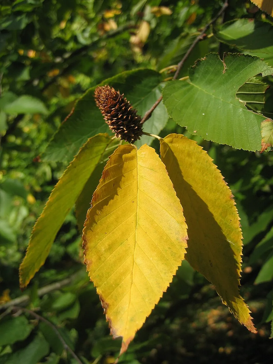 Black Birch plant in natural habitat - complete guide