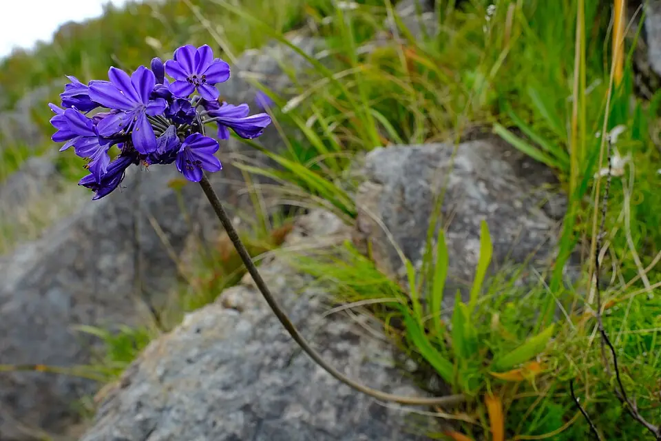 Agapanthus reference image 1