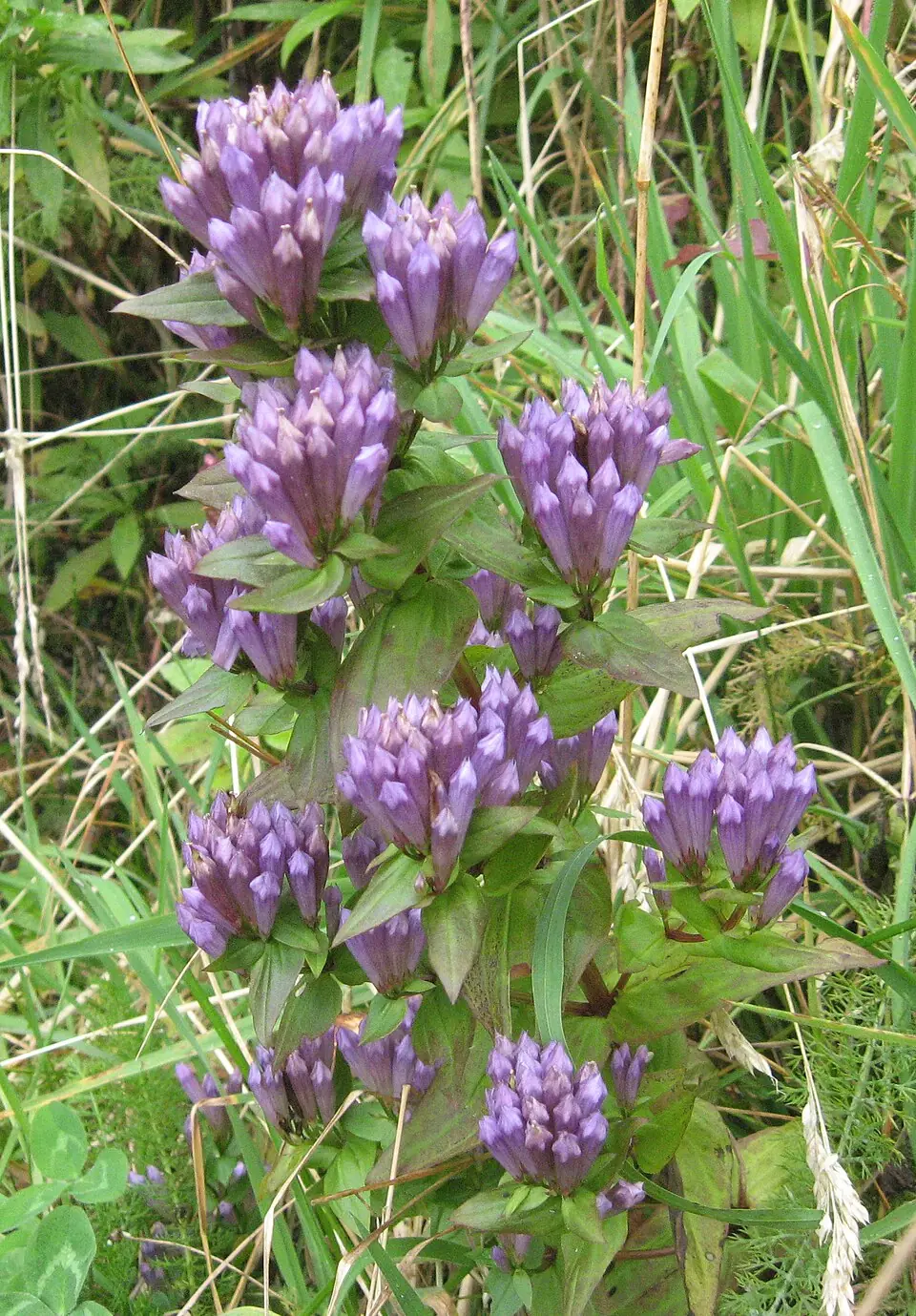 Ague Weed reference image 1