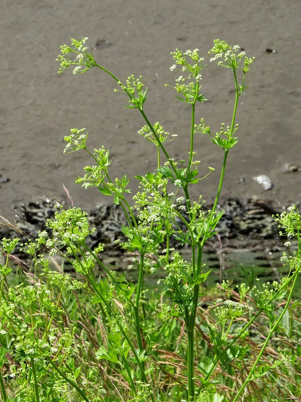 Celery reference image 1