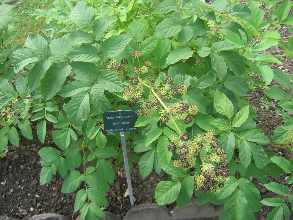 American Spikenard reference image 1