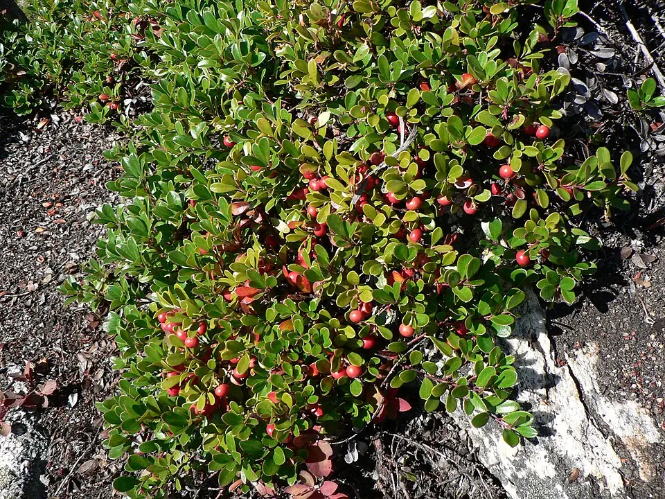 Arctostaphylos uva-ursi reference image 1
