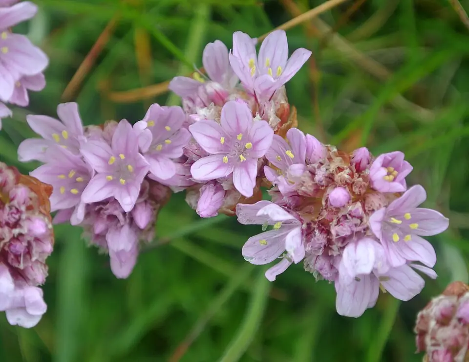 Armeria reference image 1