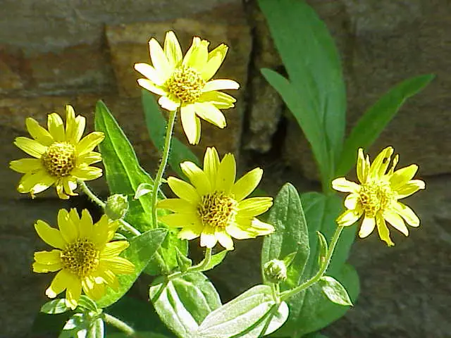 Arnica Flower reference image 1