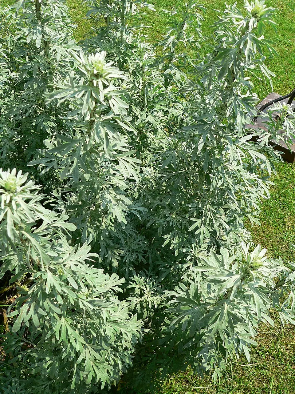 Wormwood reference image 1