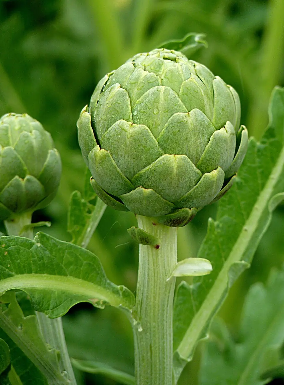 Artichoke reference image 1