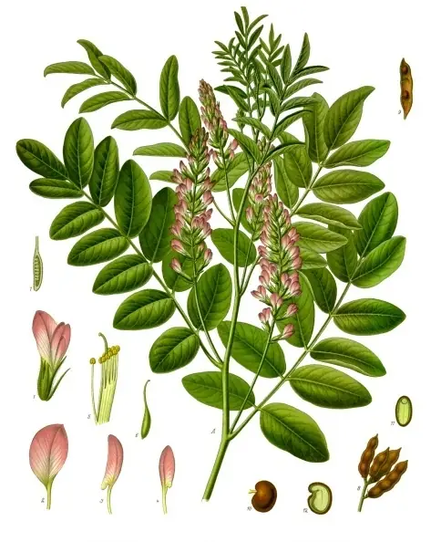 Asl-us-Soos reference image 1