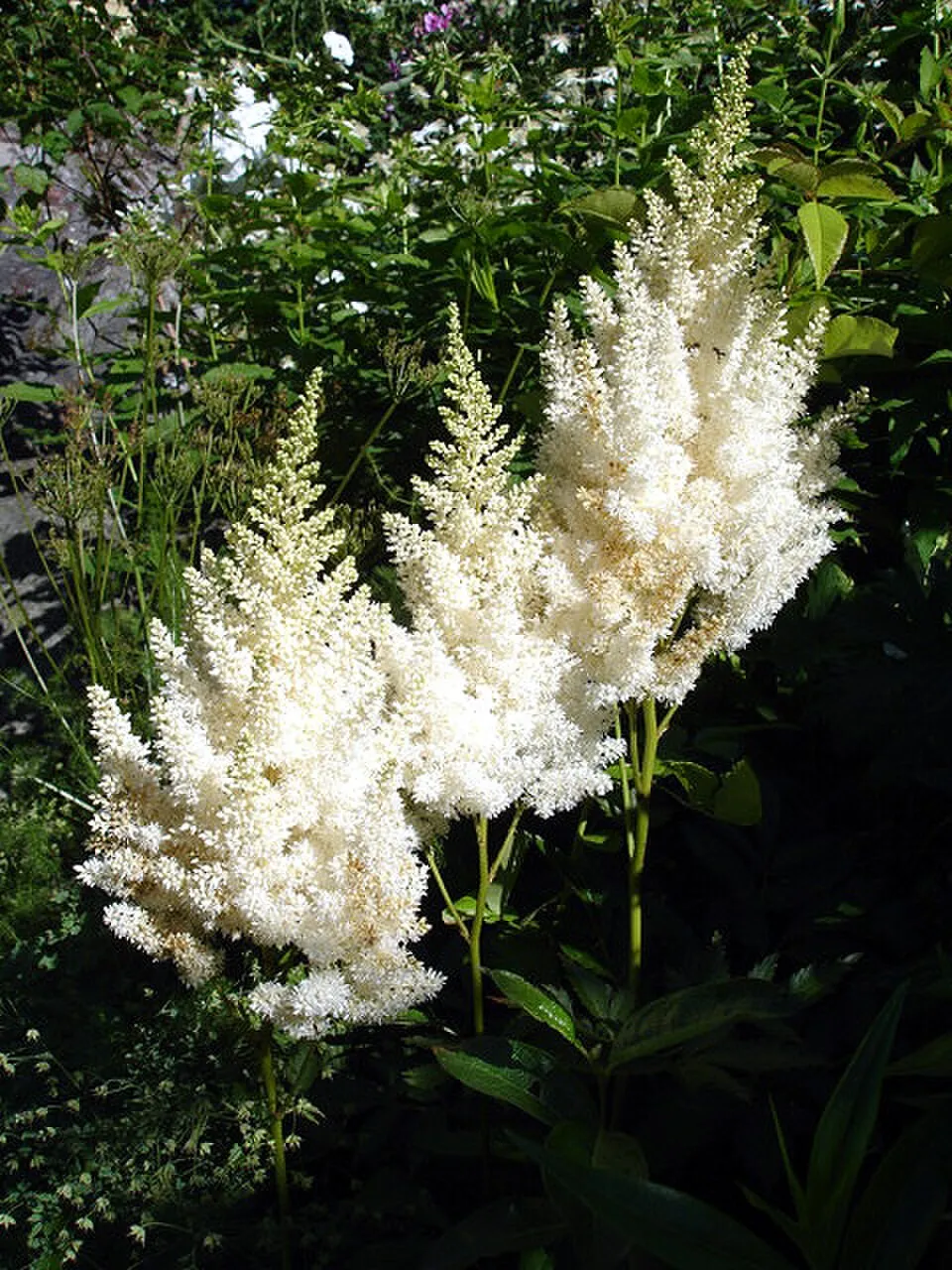 Astilbe reference image 1