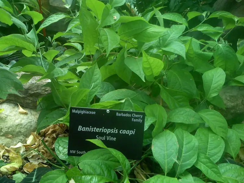 Ayahuasca Vine reference image 1