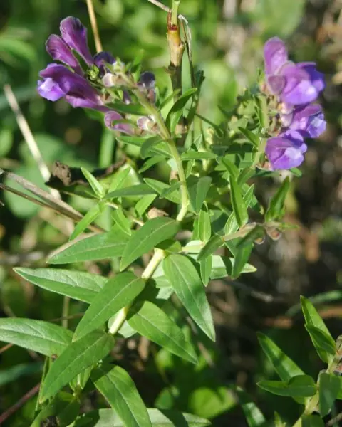 Baical Skullcap reference image 1
