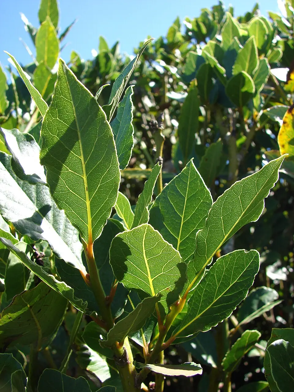 Bay Laurel reference image 1
